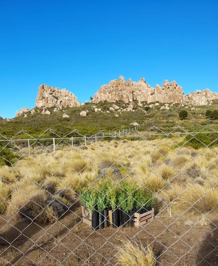 Se decidió establecer una clausura de 5.500 m2 con alambre tejido para proteger a los plantines. Foto: gentileza. Se decidió establecer una clausura de 5.500 m2 con alambre tejido para proteger a los plantines. Foto: gentileza.
