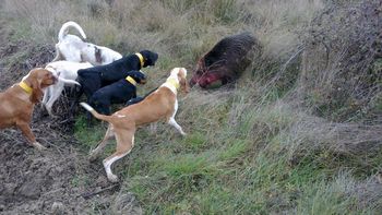 institucion cipolena busca prohibir la caza de jabali con perros institucion cipolena busca prohibir la caza de jabali con perros
