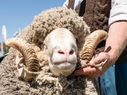 La exposicin rural, a pleno en Bariloche. Foto: gentileza Sociedad Rural de Bariloche. La exposicin rural, a pleno en Bariloche. Foto: gentileza Sociedad Rural de Bariloche.