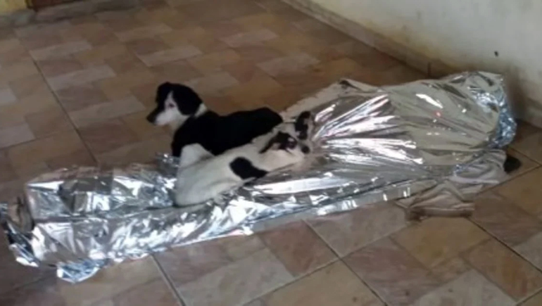 Murió esperando una ambulancia mientras sus perros lo protegían