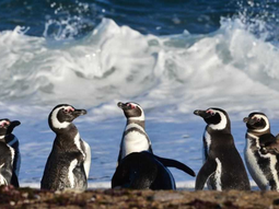 L transmiten gratuitamente desde el Parque Provincial Patagonia Azul en Chubut.