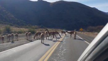 Sorpresa y peligro: por qué aparecen los guanacos sobre la Ruta 237