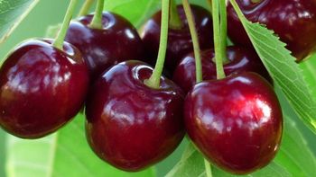 Cerezas valle del jerte 1