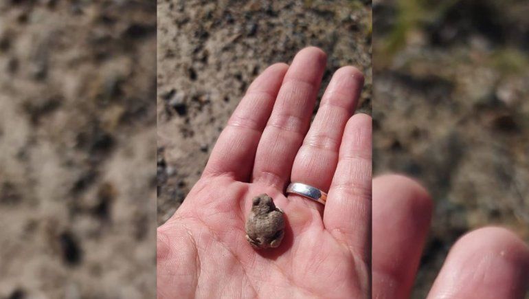 Conocé la pequeña ranita que vive en la barda y se mimetiza con el suelo