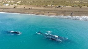 Se podrá llegar por asfalto a la playa de Chubut donde se hace avistaje de ballenas desde la costa. | LM Neuquen Se podrá llegar por asfalto a la playa de Chubut donde se hace avistaje de ballenas desde la costa.