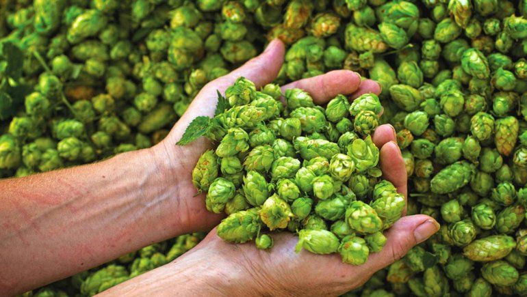 De El Bolsón al mundo, una exportación histórica de lúpulo