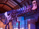 Un dinosaurio descubierto en Chubut está en Londres