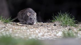 Nuevas medidas preventivas por Hantavirus. | LM Neuquen Nuevas medidas preventivas por Hantavirus.