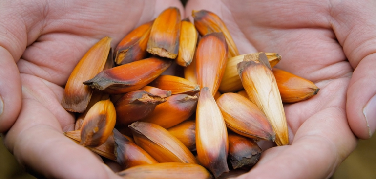 ¿Se puede recolectar piñones dentro del Parque Nacional Lanín?