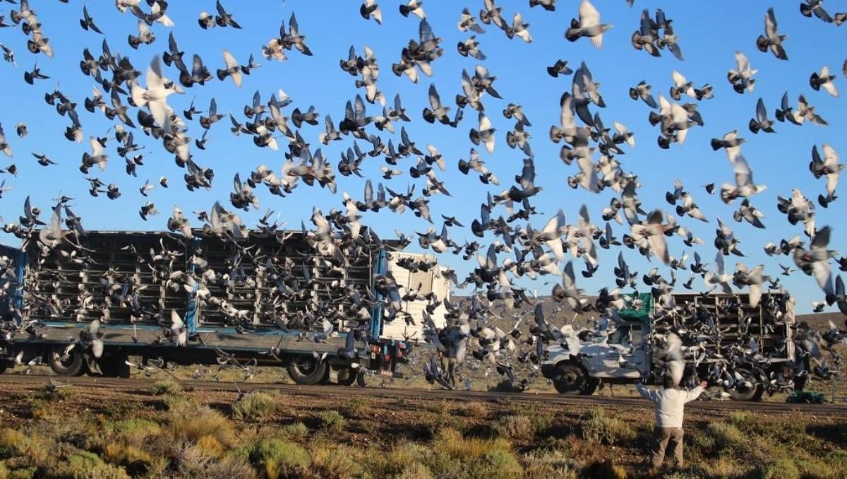 Miles de palomas mensajeras coparon el cielo neuquino
