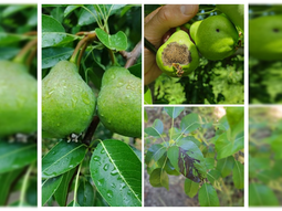 El INTA Alto Valle emitió un alerta para los productores. El INTA Alto Valle emitió un alerta para los productores.