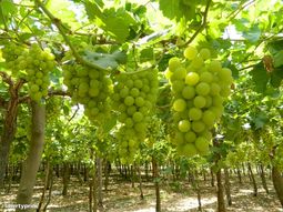 Investigadores y agricultores prueban que la tecnología de sensores permite disminuir drásticamente el uso de agua en la producción de uva de mesa destinada a exportación.