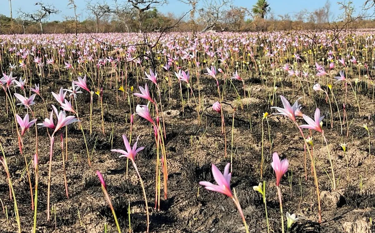 Milagro en los Esteros del Iberá tras los incendios: Crecieron flores entre  las cenizas