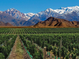 Se desplomó la cantidad de hectáreas cultivadas en todo el país. Se desplomó la cantidad de hectáreas cultivadas en todo el país.