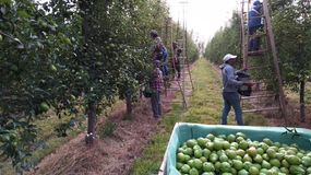 Es histórico para el Valle la falta mano de obra en los períodos de cosecha.