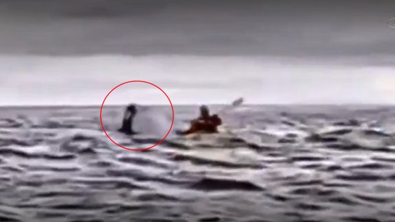 Insólito: se lo tragó una ballena y lo devolvió en Magallanes