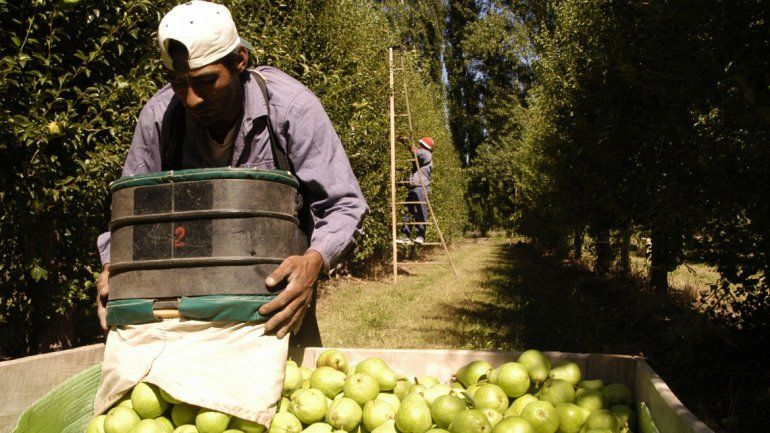 Senasa sancionó a las empresas que les encontraron Carpocapsa en Brasil
