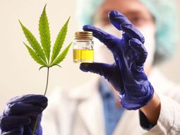 mision oficial paraguaya explora el modelo de cannabis medicinal en patagonia mision oficial paraguaya explora el modelo de cannabis medicinal en patagonia