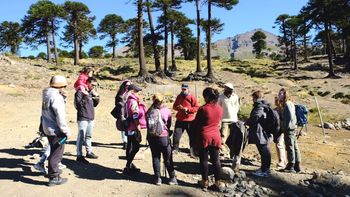 caviahue siembra un bosque de pinones para cosechar turismo caviahue siembra un bosque de pinones para cosechar turismo