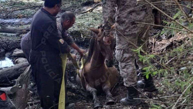 Rescataron a un caballo que quedó atrapado en el lodo del Arroyo Durán