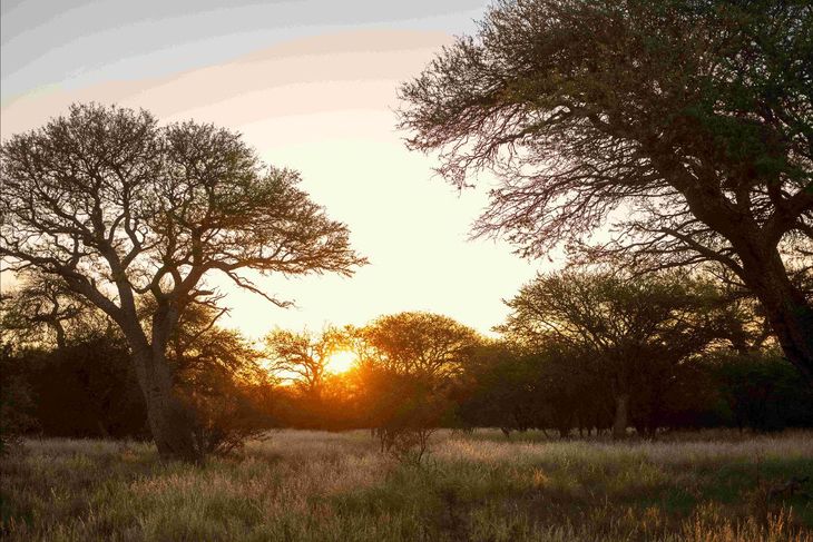 Caldenal pampeano. Crédito: Gregorio Ibáñez - gentileza WCS Argentina. Caldenal pampeano. Crédito: Gregorio Ibáñez - gentileza WCS Argentina.