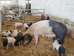 Por el momento, ya se han bloqueado más de un centenar de certificados de exportación a unos 40 países. Por el momento, ya se han bloqueado más de un centenar de certificados de exportación a unos 40 países.