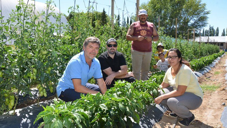 Cosechan tres veces más tomates con una técnica