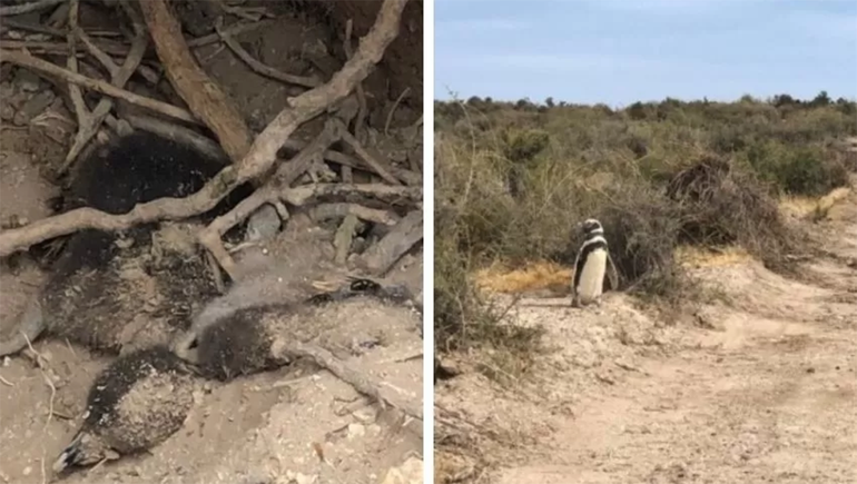 Hay un conflicto familiar por una propiedad detrás de la masacre de pingüinos en Punta Tombo.