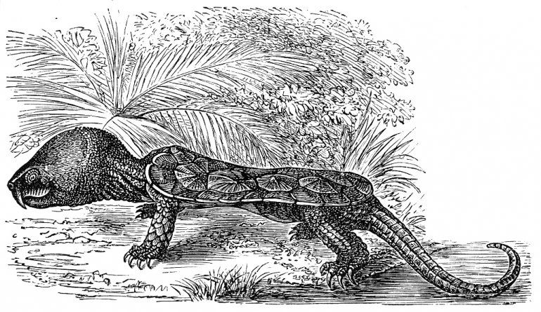 Encontraron en China una tortuga que parece un Pokémon