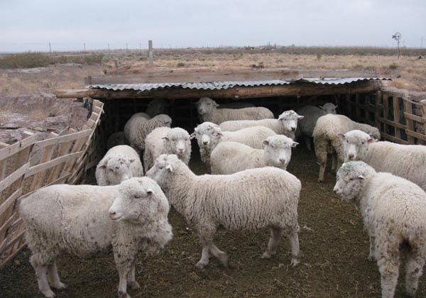 Desarrollan ovejas clonadas para repoblar Neuquén, Río Negro y Chubut