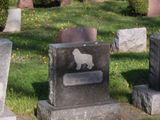 En Santa Cruz quieren que haya un cementerio de mascotas. (Foto ilustrativa).