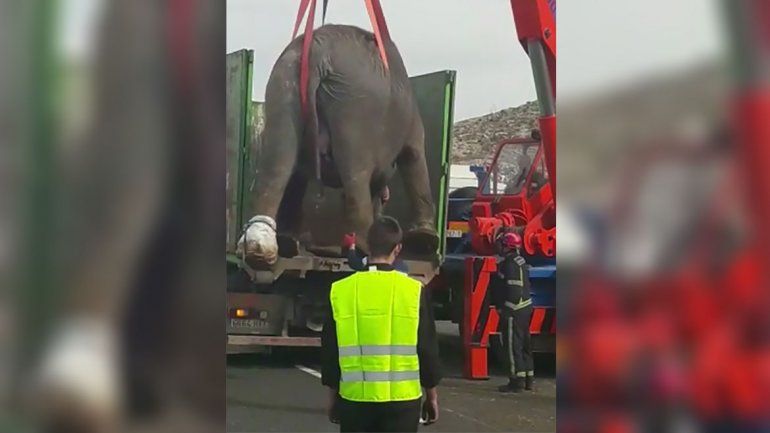 Un elefante murió luego de un vuelco del camión con animales de un circo