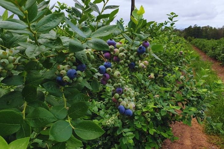 La mosca de las alas manchadas constituye una amenaza para las producciones de frutas finas. Foto INTA. La mosca de las alas manchadas constituye una amenaza para las producciones de frutas finas. Foto INTA.