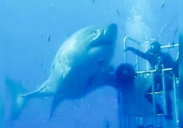 Filmaron al tiburón blanco más grande del mundo