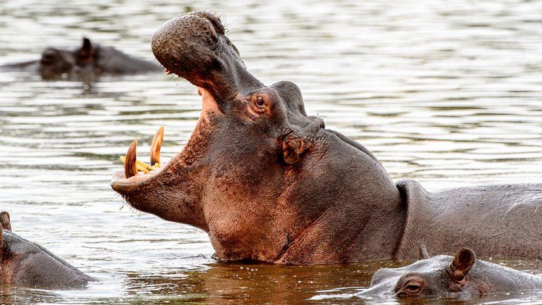 Falta caca de hipopótamos para fertilizar los lagos africanos
