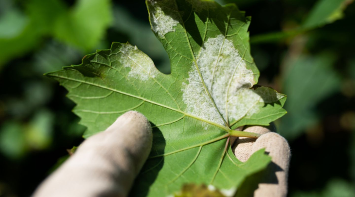 Monitoreo constante: La vigilancia en viñedos de Norpatagonia y Cuyo es crucial para aplicar tratamientos oportunos con productos autorizados. Monitoreo constante: La vigilancia en viñedos de Norpatagonia y Cuyo es crucial para aplicar tratamientos oportunos con productos autorizados.