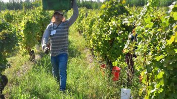 En el Alto Valle, la tendencia a la concentración de viñedos en grandes empresas productoras de vinos de alta gama contrasta con la posibilidad de elegir cultivos alternativos.Foto: Fabricio González En el Alto Valle, la tendencia a la concentración de viñedos en grandes empresas productoras de vinos de alta gama contrasta con la posibilidad de elegir cultivos alternativos.Foto: Fabricio González