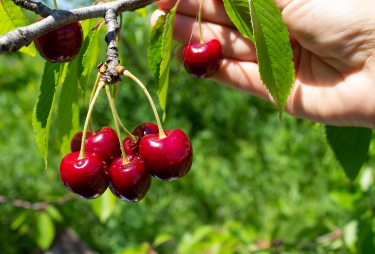 Productores mendocinos celebran la llegada de material vegetal de élite, una oportunidad única para apostar por huertos más rentables y sustentables. Productores mendocinos celebran la llegada de material vegetal de élite, una oportunidad única para apostar por huertos más rentables y sustentables.