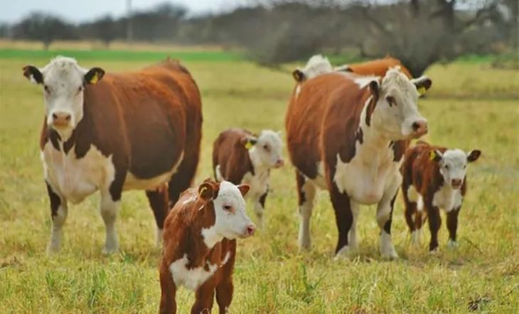 El novillito ya sube más de 40% y las carnicerías empiezan a ajustar valores ante un escenario de mayor demanda.