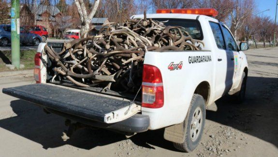 Un acopiador transportaba casi 200 astas de ciervo sin ningún permiso por la Ruta 40