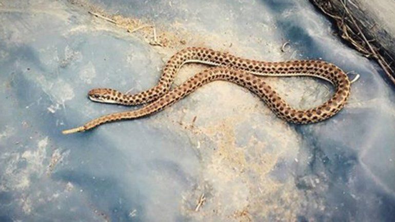 El animal es una de las tantas especies de cascabel que hay en América.