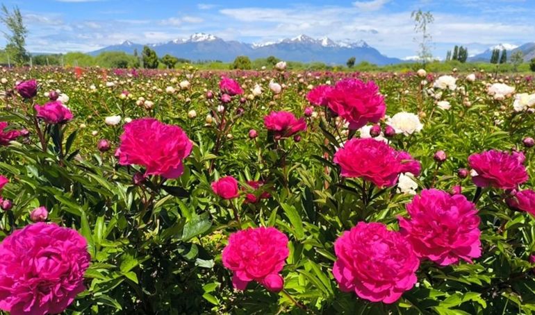 A medida que avanza diciembre, las peonías de Chubut van ganando esplendor. A medida que avanza diciembre, las peonías de Chubut van ganando esplendor.