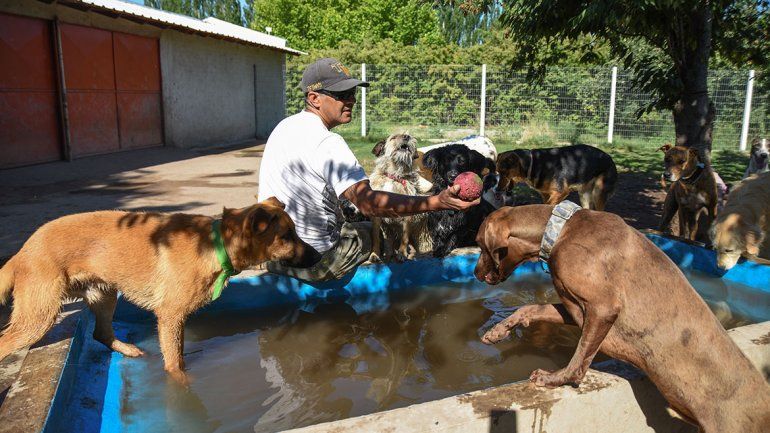 Crecen las guarderías vip para mascotas