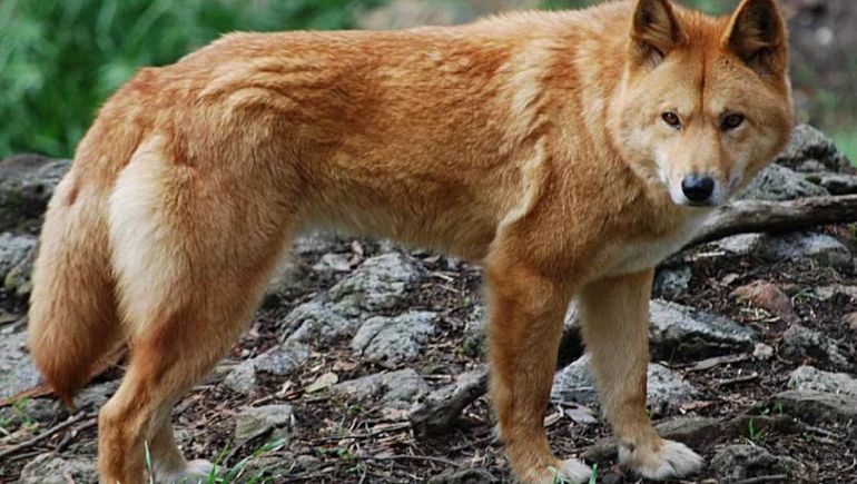 El sacrificio de perro dingos genera polémica en Australia.