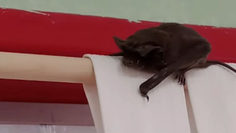 Invasión de murciélagos en escuelas de Picún Leufú