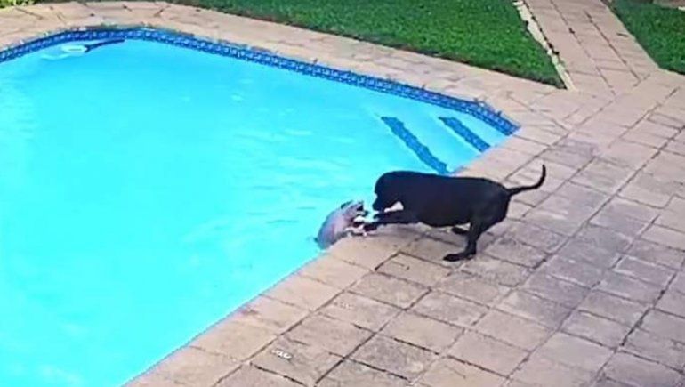 Twitter: un perrito salvó a otro de ahogarse en la pileta