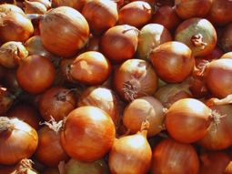 El trabajo manual impone desafíos a la producción de cebolla. Foto: INTA El trabajo manual impone desafíos a la producción de cebolla. Foto: INTA