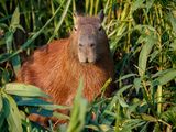 El comercio legal e ilegal afecta al 25% de las especies de mamíferos y multiplica oportunidades de contagio.
