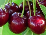 Cerezas: termina una campaña con caída de precios