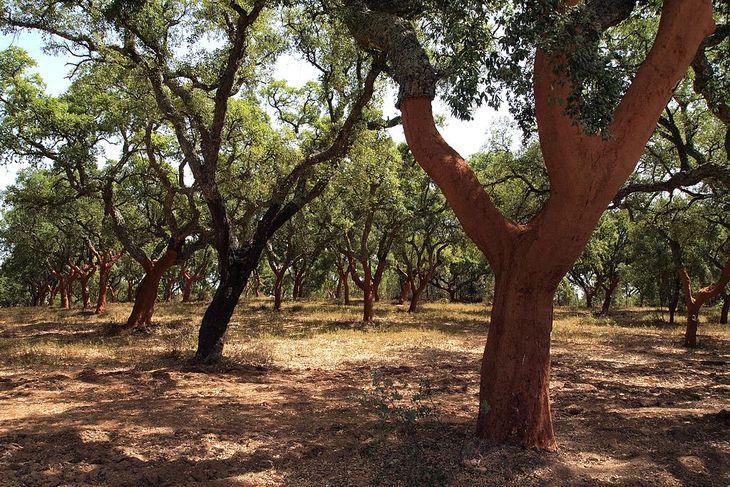 Portugal concentra el 50% de la producción mundial de corchos. Portugal concentra el 50% de la producción mundial de corchos.